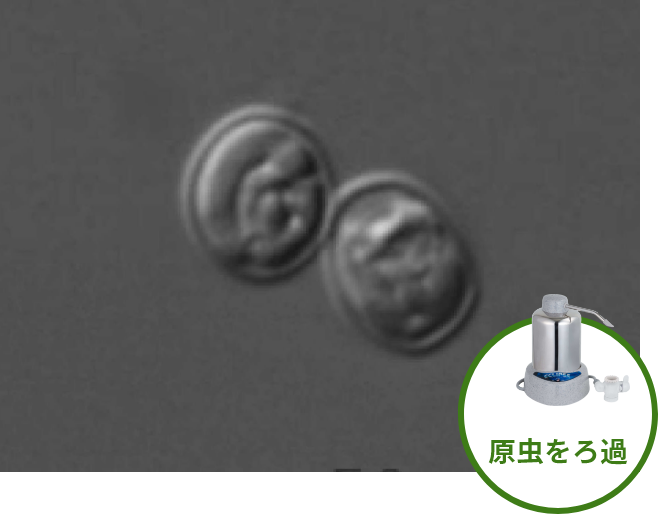 原虫イメージ画像